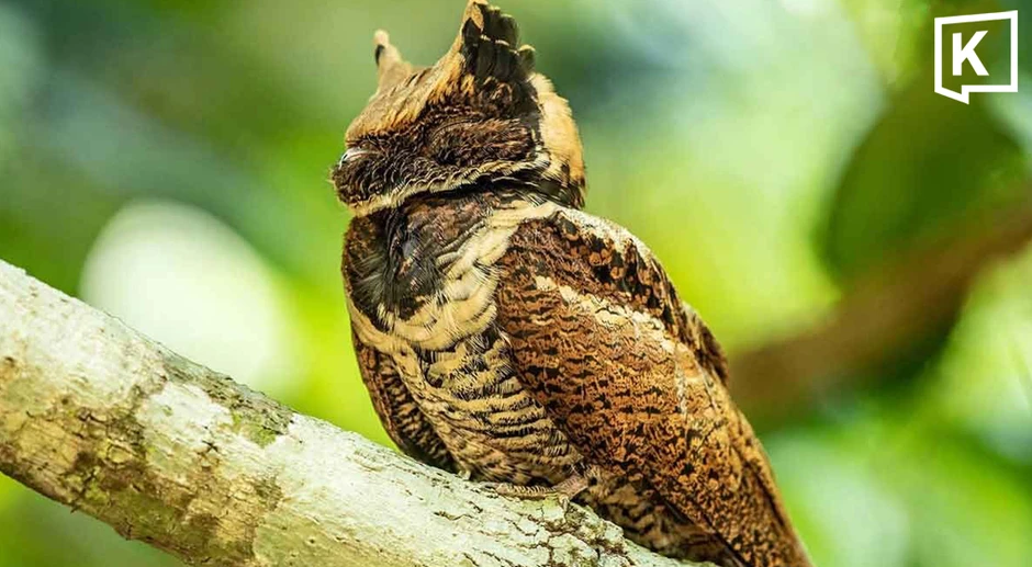 Bất ngờ: Sinh vật hiếm khổng lồ vừa "tái xuất" lần đầu tiên sau 30 năm