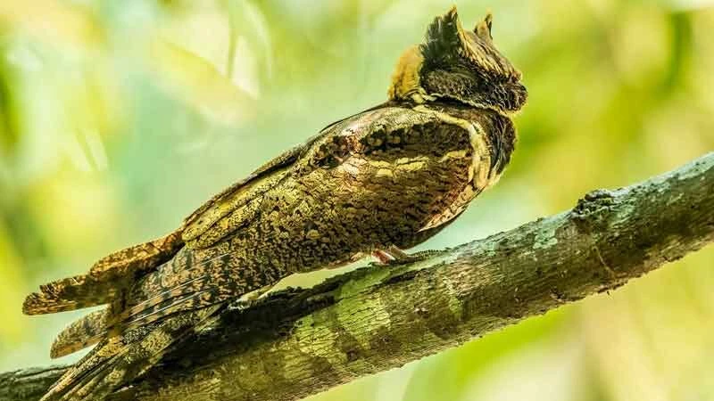 Bất ngờ: Sinh vật hiếm khổng lồ vừa "tái xuất" lần đầu tiên sau 30 năm