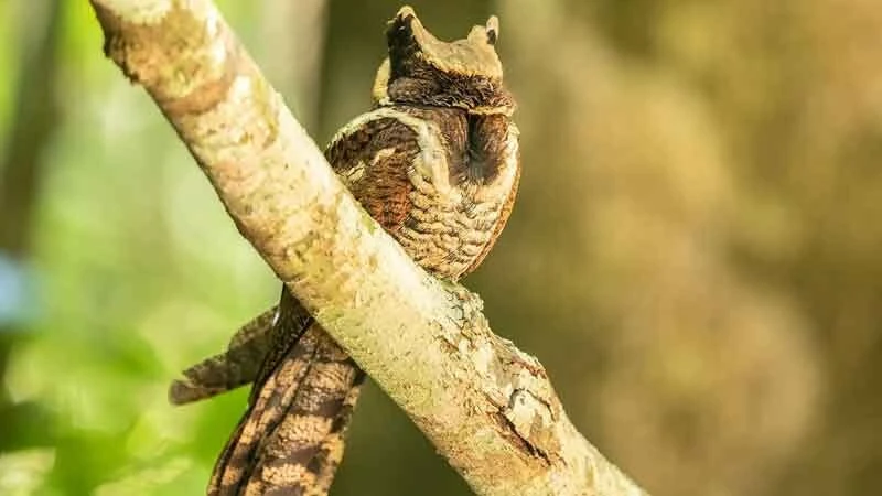 Bất ngờ: Sinh vật hiếm khổng lồ vừa "tái xuất" lần đầu tiên sau 30 năm