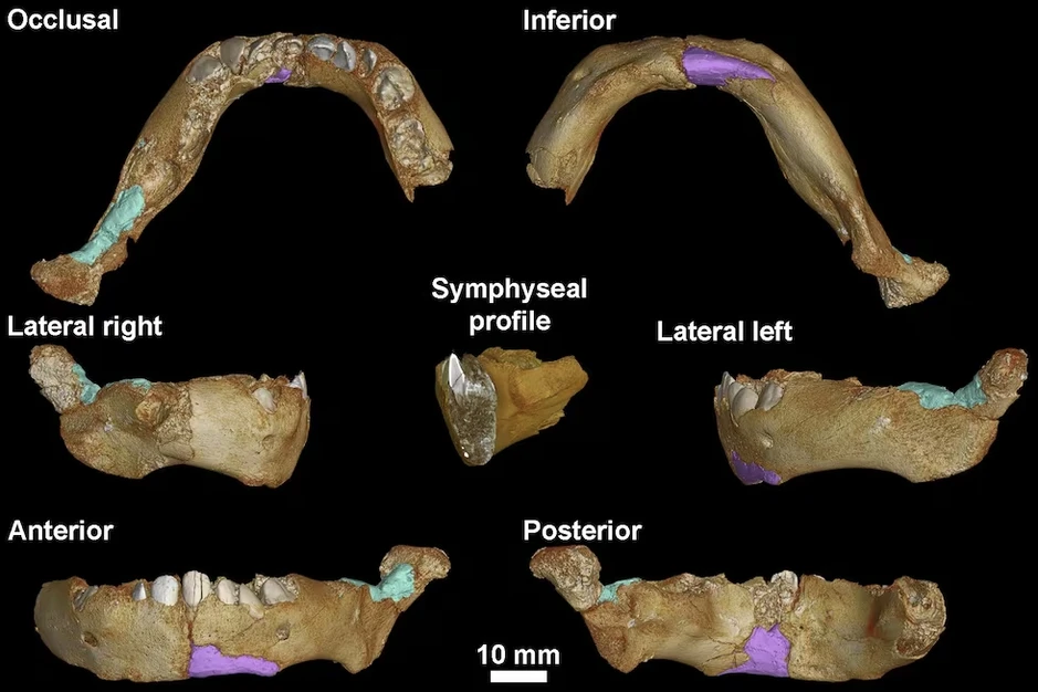 Bí ẩn trẻ sơ sinh Neanderthal lớn nhanh gấp đôi người hiện đại, đạt kích thước trẻ một tuổi chỉ sau sáu tháng