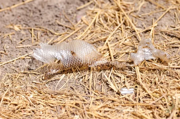 Cách nhận biết hang rắn trong sân nhà và những gì phải làm sau đó