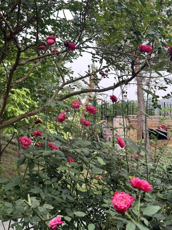 Chim làm tổ, hoa khoe sắc ở biệt thự 4.000 m2 của Trọng Tấn