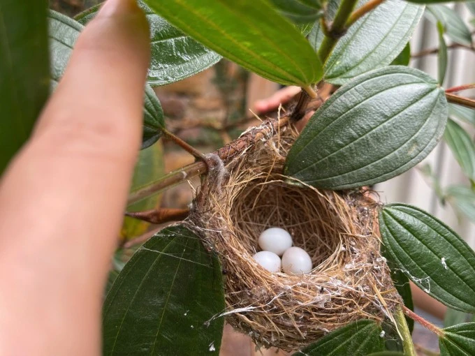 Chim làm tổ, hoa khoe sắc ở biệt thự 4.000 m2 của Trọng Tấn