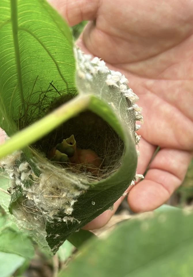 Chim làm tổ, hoa khoe sắc ở biệt thự 4.000 m2 của Trọng Tấn