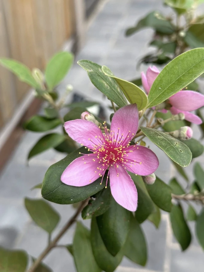 Chim làm tổ, hoa khoe sắc ở biệt thự 4.000 m2 của Trọng Tấn