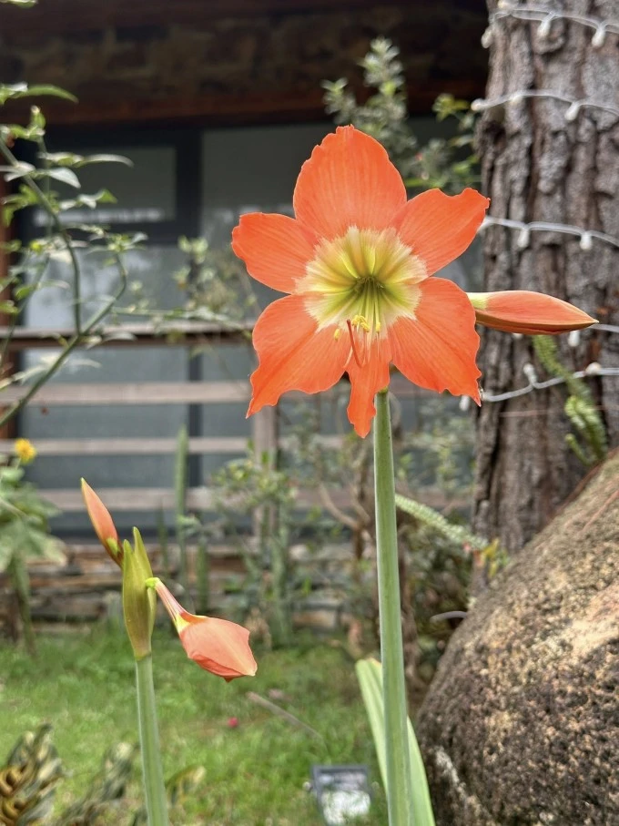 Chim làm tổ, hoa khoe sắc ở biệt thự 4.000 m2 của Trọng Tấn