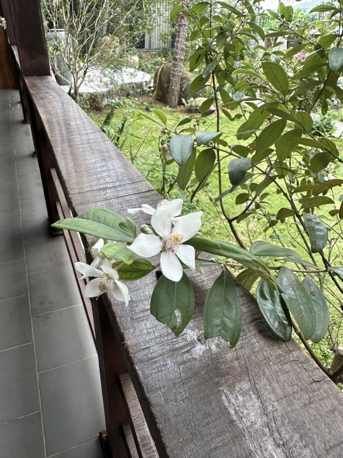 Chim làm tổ, hoa khoe sắc ở biệt thự 4.000 m2 của Trọng Tấn