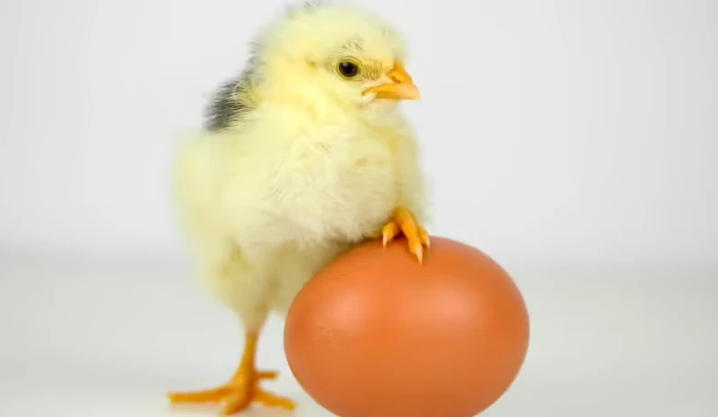Con gà hay quả trứng có trước?