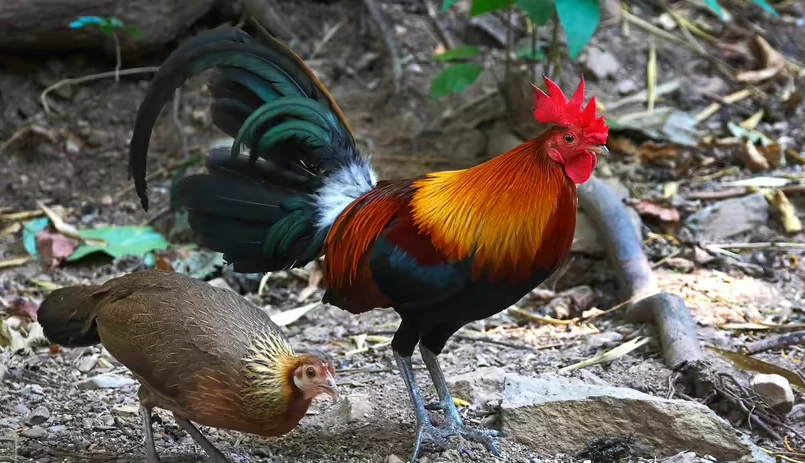 Con gà hay quả trứng có trước?