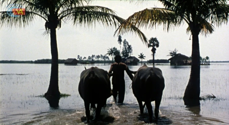 Đóng phim cùng… 300 con trâu, dàn sao Việt kể chuyện “dở khóc dở cười”