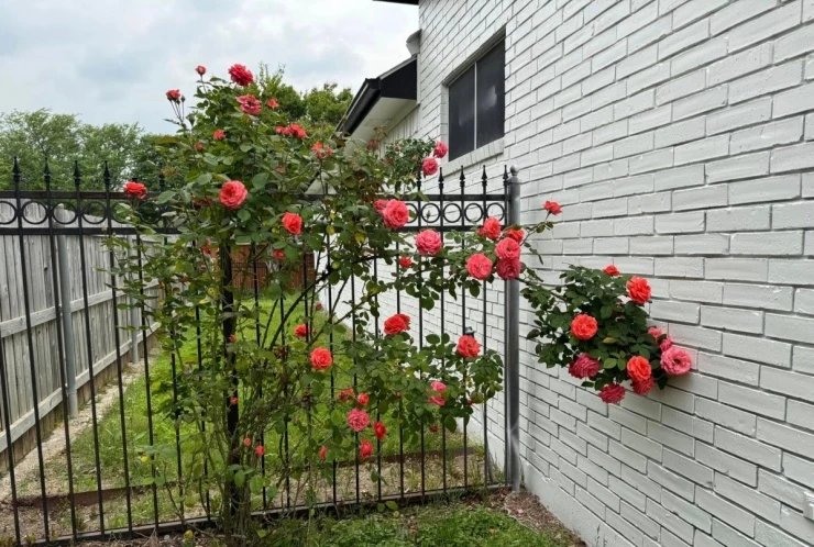 Hàng chục khóm hồng khoe sắc trong biệt thự của Đan Trường ở Mỹ