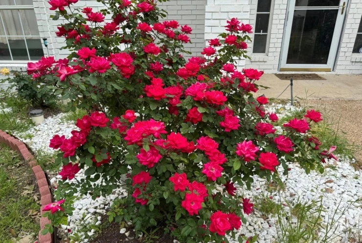 Hàng chục khóm hồng khoe sắc trong biệt thự của Đan Trường ở Mỹ