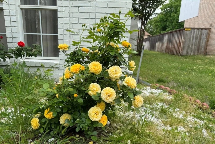 Hàng chục khóm hồng khoe sắc trong biệt thự của Đan Trường ở Mỹ