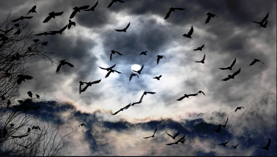 Hàng triệu con chim có hành vi lạ trên bầu trời, nhà khoa học kêu gọi người dân làm ngay hành động này