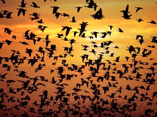 Hàng triệu con chim có hành vi lạ trên bầu trời, nhà khoa học kêu gọi người dân làm ngay hành động này