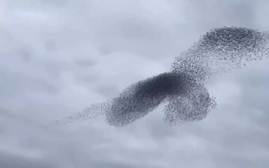 Hàng triệu con chim có hành vi lạ trên bầu trời, nhà khoa học kêu gọi người dân làm ngay hành động này