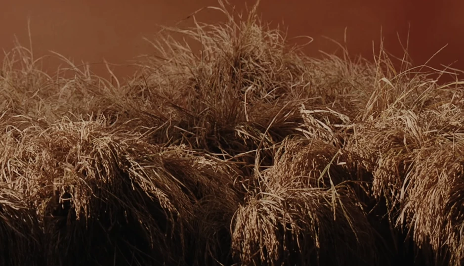 Hòa Minzy, Cẩm Ly ở đâu giữa tranh cãi "lúa chín không cúi đầu"