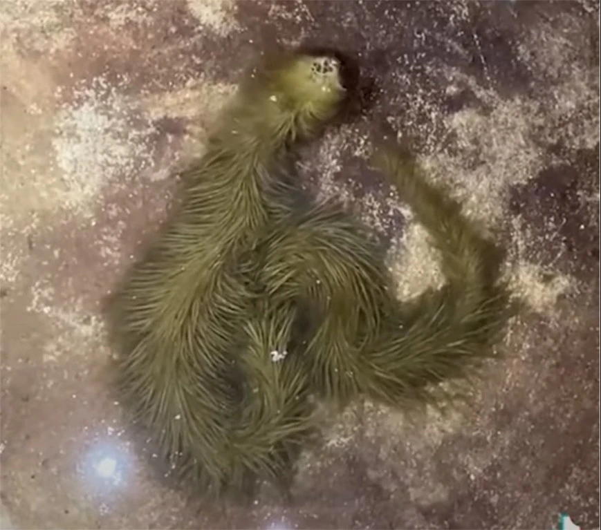 Lộ clip sinh vật lạ phủ kín "lông" xanh rêu bơi mềm như dải lụa dưới nước, chuyên gia lập tức kiểm tra