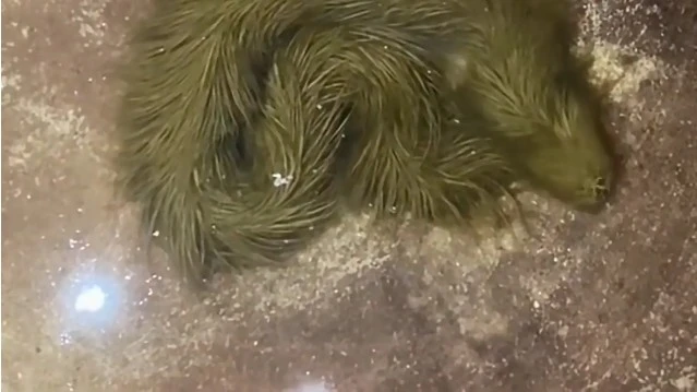 Lộ clip sinh vật lạ phủ kín "lông" xanh rêu bơi mềm như dải lụa dưới nước, chuyên gia lập tức kiểm tra