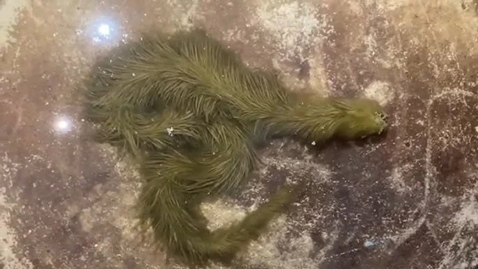 Lộ clip sinh vật lạ phủ kín "lông" xanh rêu bơi mềm như dải lụa dưới nước, chuyên gia lập tức kiểm tra
