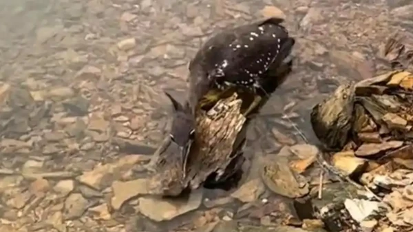 Loài chim bí ẩn nhất thế giới, chỉ còn lại 1.000 cá thể