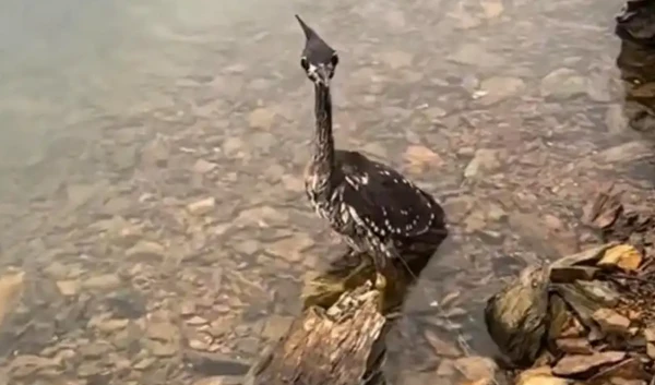 Loài chim bí ẩn nhất thế giới, chỉ còn lại 1.000 cá thể