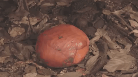 Loài hoa vô lý nhất thế giới: Nặng 10kg, to hơn 1 mét, không có thân, rễ nhưng mùi hương mới là thứ ám ảnh