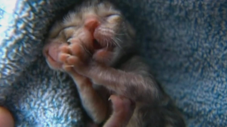 Loài mèo quái dị sinh ra với 2 khuôn mặt trên đầu nhưng dùng chung 1 bộ não