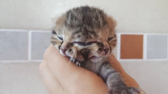 Loài mèo quái dị sinh ra với 2 khuôn mặt trên đầu nhưng dùng chung 1 bộ não