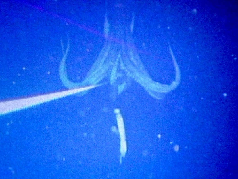 Ngư dân gây chấn động khi bắt gặp sinh vật hiếm khổng lồ vừa "tái xuất": Lần thứ 3 trong lịch sử nhân loại ghi lại được hình ảnh quý giá này