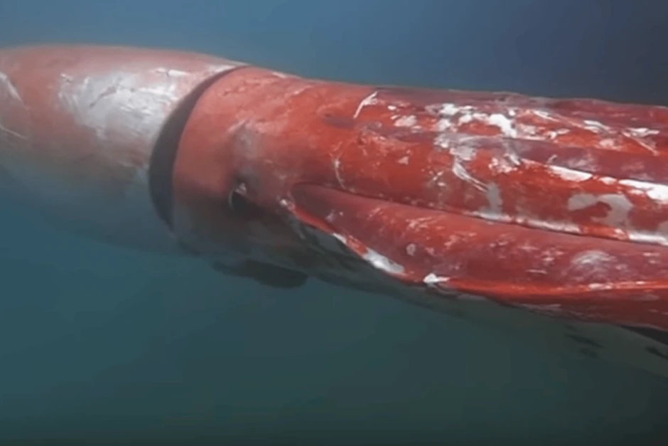 Ngư dân gây chấn động khi bắt gặp sinh vật hiếm khổng lồ vừa "tái xuất": Lần thứ 3 trong lịch sử nhân loại ghi lại được hình ảnh quý giá này