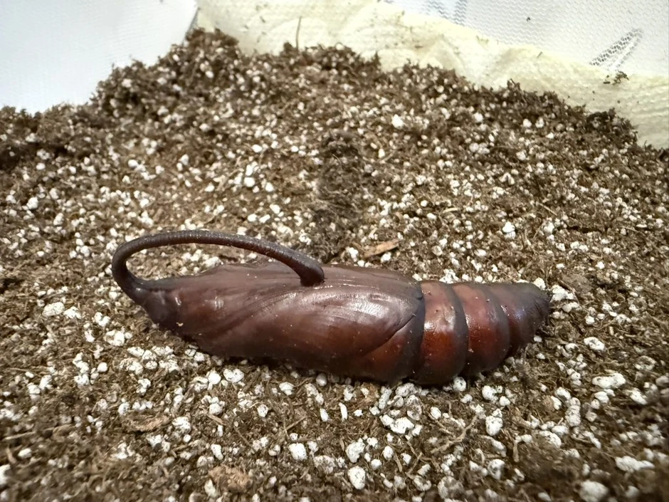 Người đàn ông đăng ảnh "con vật lạ" lên Facebook, chuyên gia tìm đến: Loài này đã 'sống lại' sau 17 năm