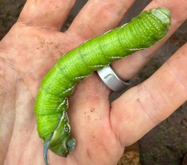 Người đàn ông đăng ảnh "con vật lạ" lên Facebook, chuyên gia tìm đến: Loài này đã 'sống lại' sau 17 năm