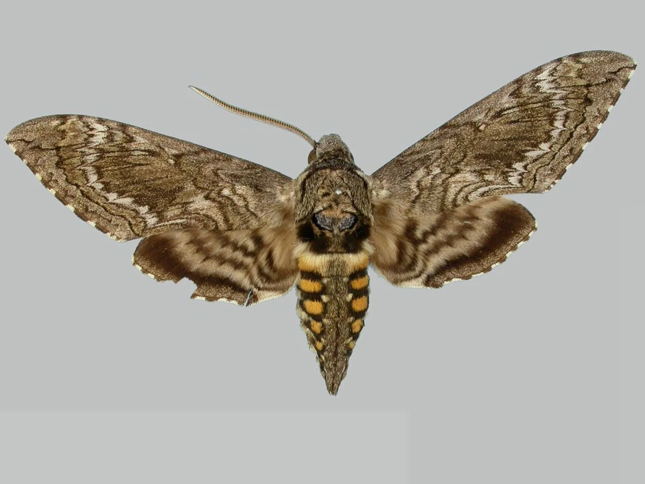 Người đàn ông đăng ảnh "con vật lạ" lên Facebook, chuyên gia tìm đến: Loài này đã 'sống lại' sau 17 năm