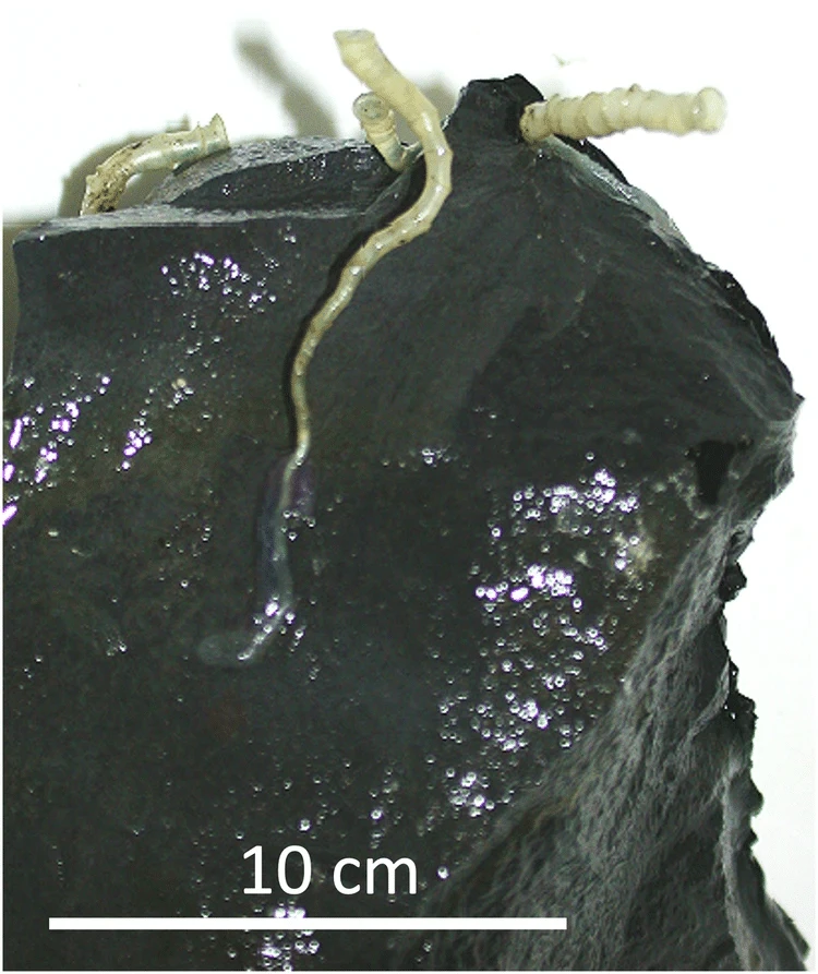 Nhấc một phiến đá lên từ độ sâu 2.515m, các nhà khoa học phát hiện "một thế giới không nên tồn tại"