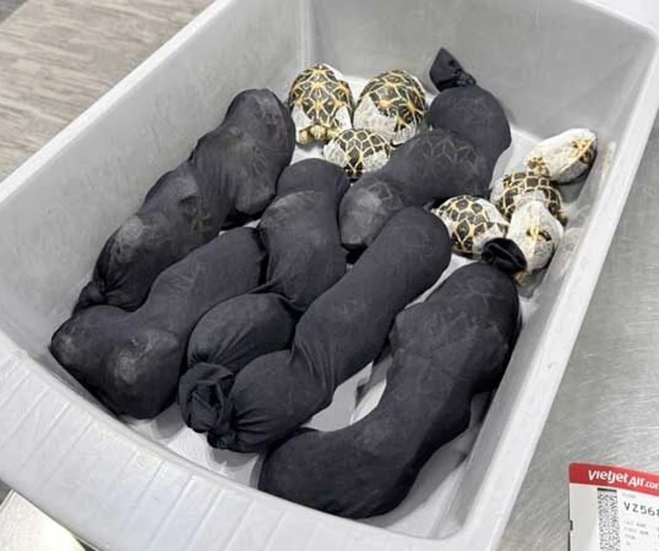 Phát hiện 30 con rùa trong người cô gái 19 tuổi chuẩn bị lên chuyến bay Vietjet Air Thái Lan