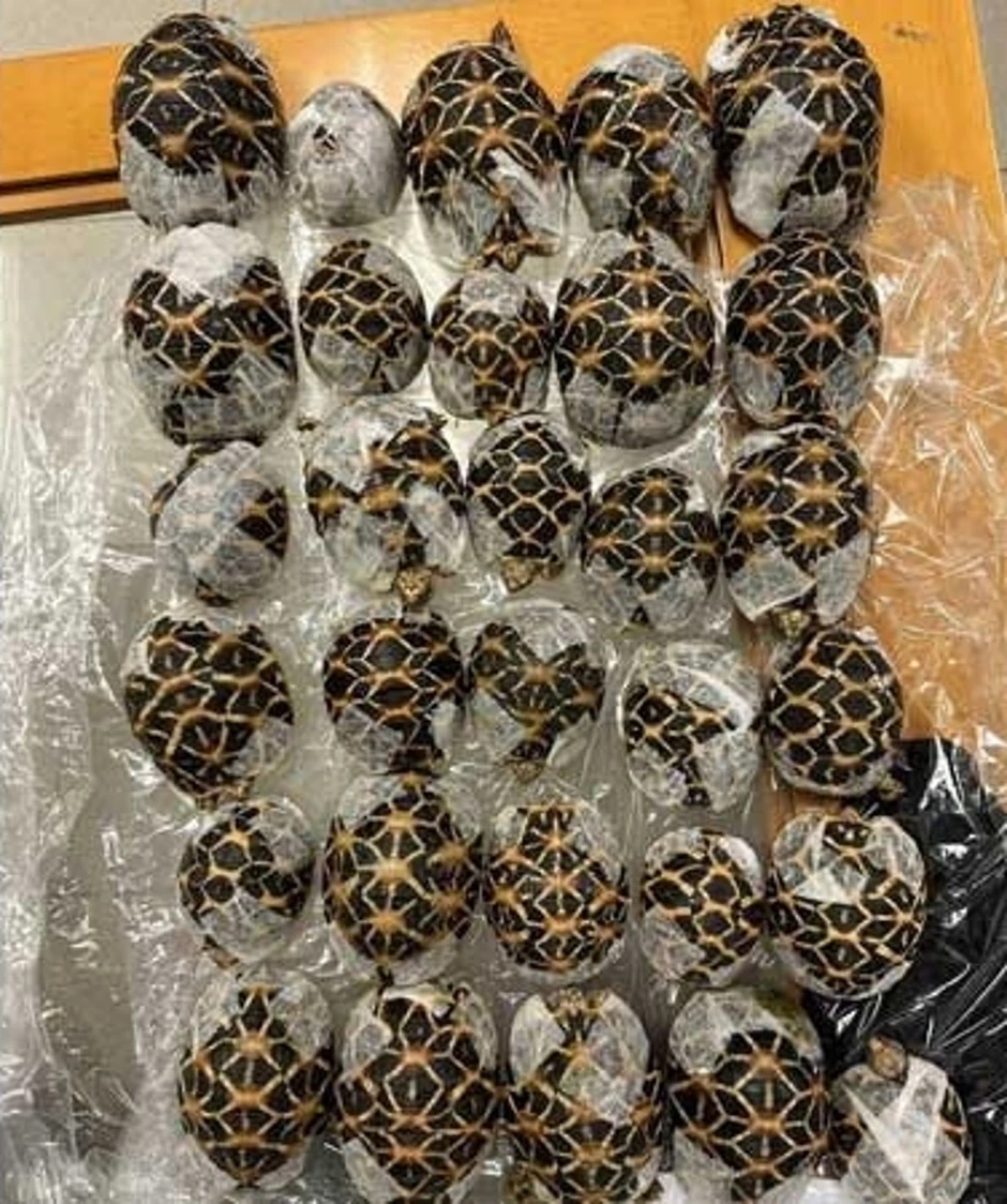 Phát hiện 30 con rùa trong người cô gái 19 tuổi chuẩn bị lên chuyến bay Vietjet Air Thái Lan