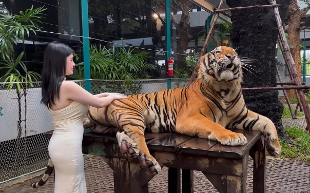 Quay video ngay bên cạnh thú dữ, hot girl khiến người xem "nhăn mặt" vì quá liều lĩnh Quay video ngay bên cạnh thú dữ, hot girl khiến người xem "nhăn mặt" vì quá liều lĩnh