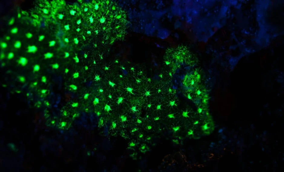 Sâu 385 mét trong một hang động ở đáy biển Nhật Bản, một chớp sáng xanh bí ẩn đã hé lộ điều "chưa từng biết trước đây"