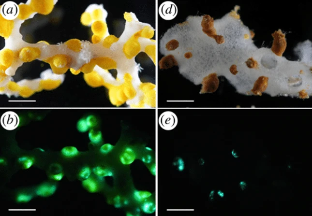 Sâu 385 mét trong một hang động ở đáy biển Nhật Bản, một chớp sáng xanh bí ẩn đã hé lộ điều "chưa từng biết trước đây"