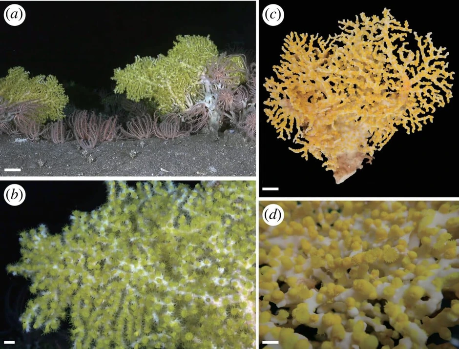 Sâu 385 mét trong một hang động ở đáy biển Nhật Bản, một chớp sáng xanh bí ẩn đã hé lộ điều "chưa từng biết trước đây"