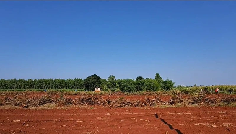 Sinh vật bí ẩn phá nát vườn chuối suốt 2 tuần: 60 người truy tìm khi camera nhiệt ghi lại bóng dáng lạ