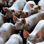 60 tấn thịt lợn ám ảnh quốc gia giàu nhất châu Á: Nhiều nông hộ đang lỗ 1 triệu đồng/con, dư thừa hàng loạt 'chung cư lợn' kenhtingame com thumb 60 tan thit lon am anh quoc gia giau nhat chau a nhieu nong ho dang lo 1 trieu dong con du thua hang loat chung cu lon a29b1775284845099 940w