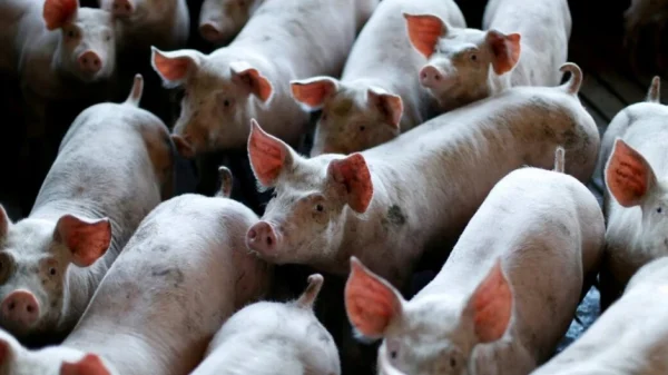 60 tấn thịt lợn ám ảnh quốc gia giàu nhất châu Á: Nhiều nông hộ đang lỗ 1 triệu đồng/con, dư thừa hàng loạt 'chung cư lợn' kenhtingame com thumb 60 tan thit lon am anh quoc gia giau nhat chau a nhieu nong ho dang lo 1 trieu dong con du thua hang loat chung cu lon a29b1775284845099 940w