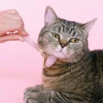 AI dịch tiếng mèo, robot trông thú cưng: Xu thế phát triển công nghệ vật nuôi bùng nổ trong kỷ nguyên AI và tỷ lệ sinh giảm kenhtingame com thumb ai dich tieng meo robot trong thu cung xu the phat trien cong nghe vat nuoi bung no trong ky nguyen ai va ty le sinh giam b9921777475216771 940w