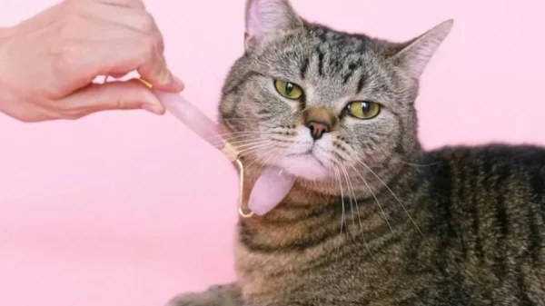 AI dịch tiếng mèo, robot trông thú cưng: Xu thế phát triển công nghệ vật nuôi bùng nổ trong kỷ nguyên AI và tỷ lệ sinh giảm kenhtingame com thumb ai dich tieng meo robot trong thu cung xu the phat trien cong nghe vat nuoi bung no trong ky nguyen ai va ty le sinh giam b9921777475216771 940w