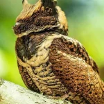 Bất ngờ: Sinh vật hiếm khổng lồ vừa "tái xuất" lần đầu tiên sau 30 năm kenhtingame com thumb bat ngo sinh vat hiem khong lo vua quot tai xuat quot lan dau tien sau 30 nam c6781776515736435 940w