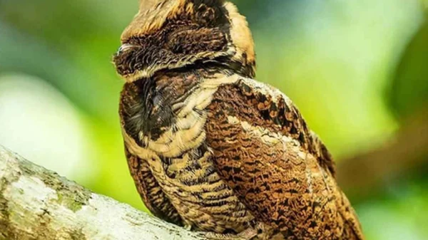 Bất ngờ: Sinh vật hiếm khổng lồ vừa "tái xuất" lần đầu tiên sau 30 năm kenhtingame com thumb bat ngo sinh vat hiem khong lo vua quot tai xuat quot lan dau tien sau 30 nam c6781776515736435 940w