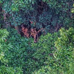 Bộ tộc biệt lập nhất ở Amazon khiến thế giới ngỡ ngàng với hình ảnh người trẻ dùng smartphone nhoay nhoáy kenhtingame com thumb bo toc biet lap nhat o amazon khien the gioi ngo ngang voi hinh anh nguoi tre dung smartphone nhoay nhoay 57731775376147831 940w