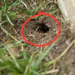 Cách nhận biết hang rắn trong sân nhà và những gì phải làm sau đó kenhtingame com thumb cach nhan biet hang ran trong san nha va nhung gi phai lam sau do a23e1775210861582 940w